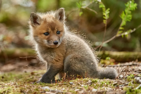 Fox